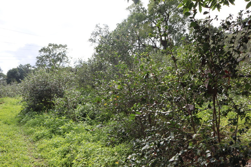 拚綠金產業 花蓮舉辦油茶籽評鑑