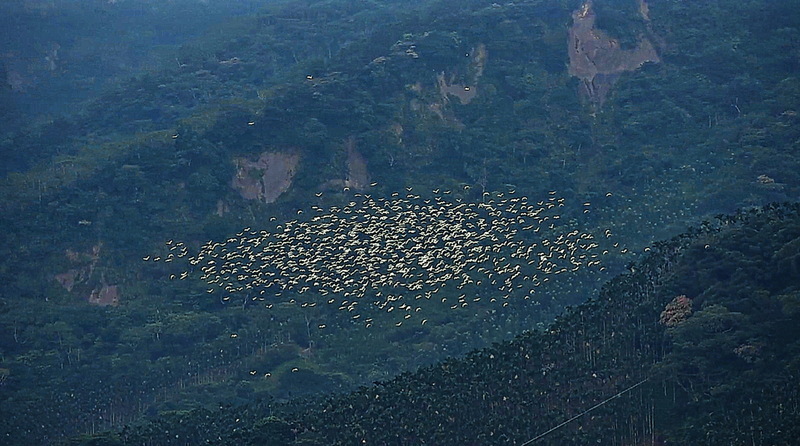 嘉義太興「萬鷺朝鳳」提前登場 黃頭鷺驚喜現身