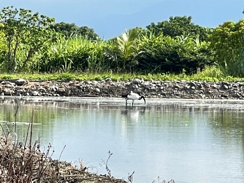 埃及聖䴉花蓮農田現蹤 林業署啟動清零擊斃1隻