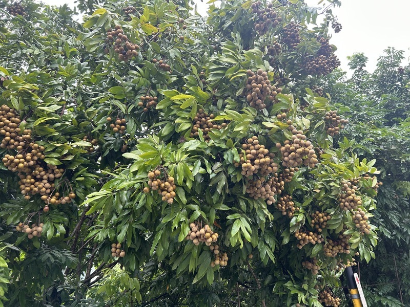 台中霧峰龍眼盛產價格低 農會助產銷