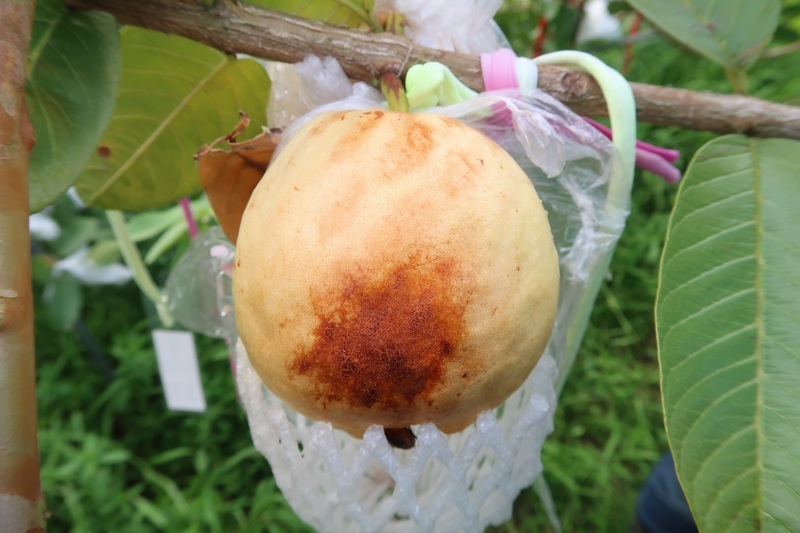 新研發套袋降溫佳 保護宜蘭紅肉拔番石榴不日燒