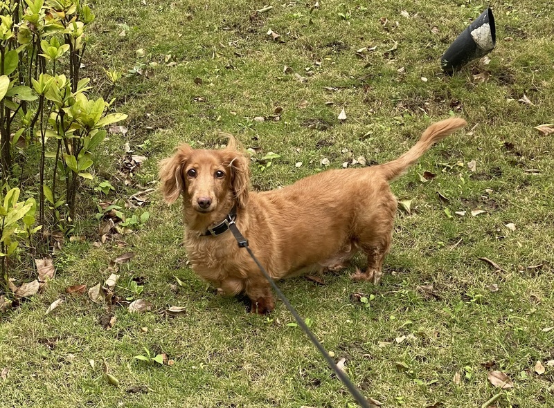 毛孩飼養率升 新竹縣寵物登記比新生兒出生數高
