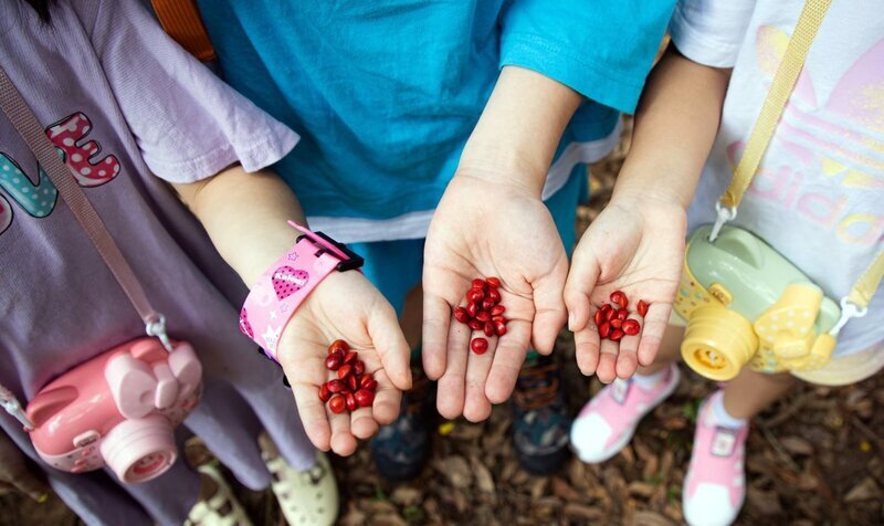 七夕情人節為愛加溫 到嘉市樹木園撿相思豆