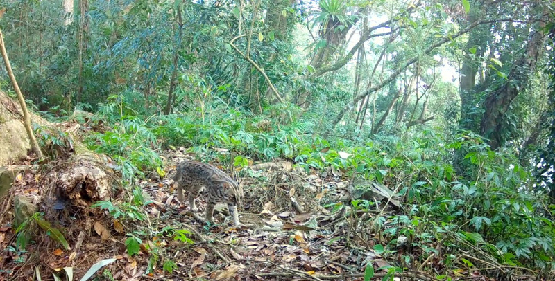 桃山部落加入生態服務給付 守護黑熊石虎棲地