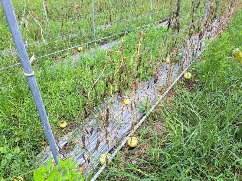 花蓮瑞穗鄉香瓜因強降雨萎凋落果 爭取現金救助