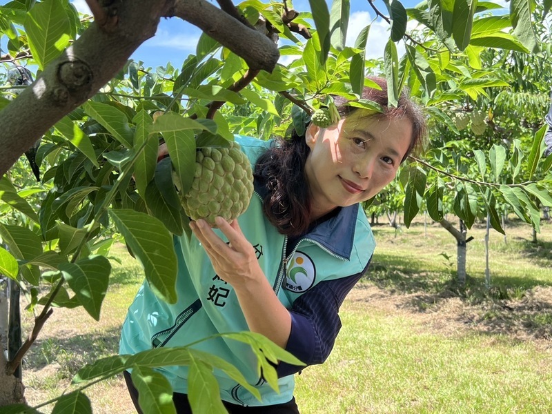 台東釋迦639公頃產銷履歷認證 大目釋迦嚐鮮正當時