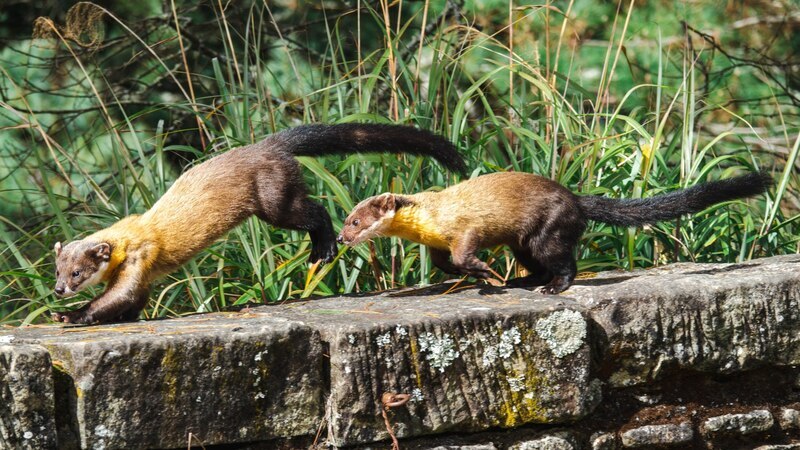 玉山國家公園生態豐富 管理處籲勿餵食野生動物