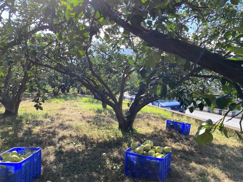 關注颱風蘇拉動態 花蓮文旦柚農加緊採收