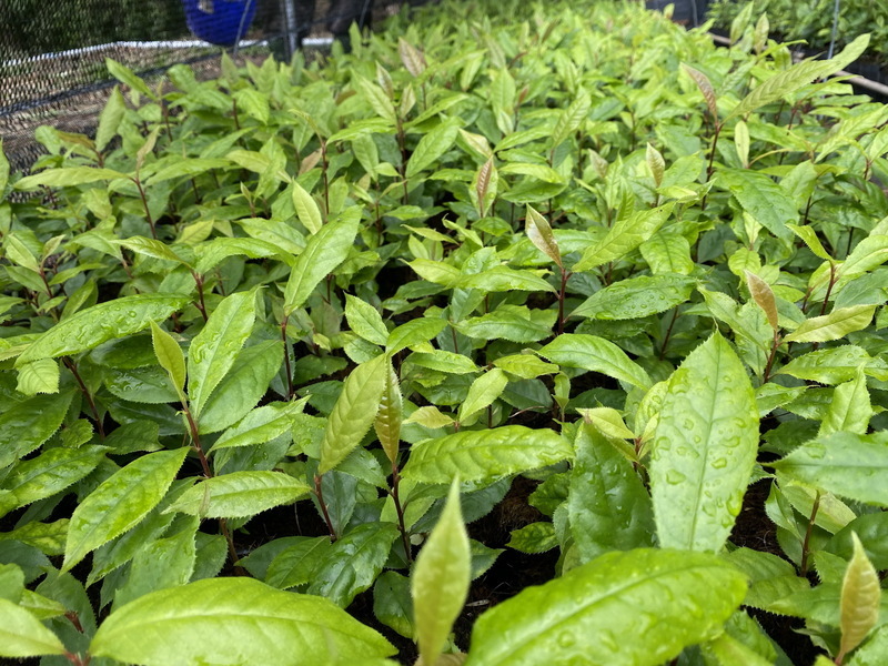 南投林業分署原生種苗木上架 提供業者合法選購