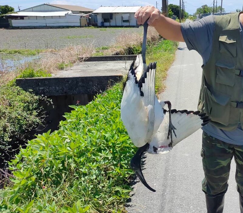 台東市郊出現1隻埃及聖䴉 林業保育署移除