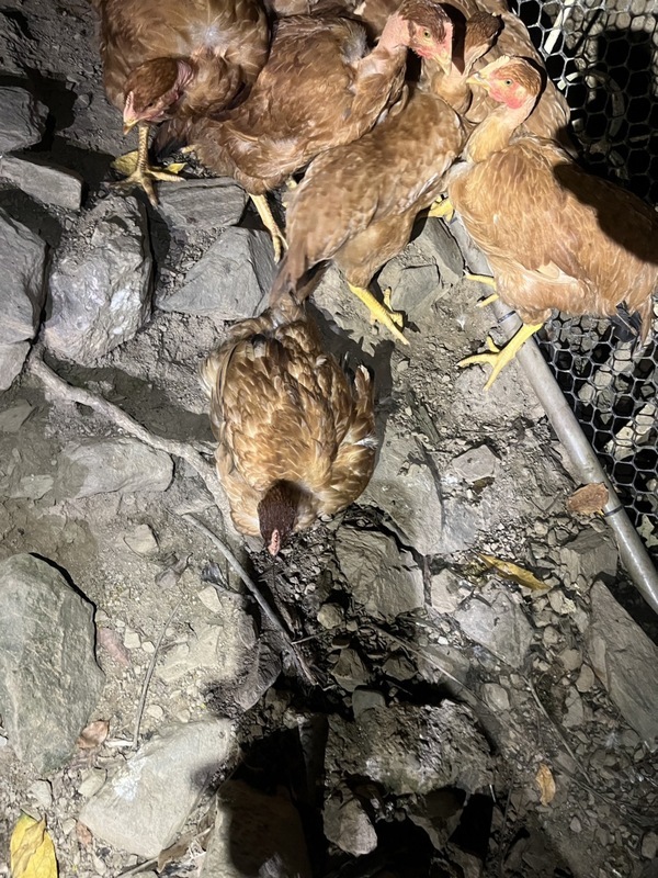 台灣黑熊連2天現蹤花蓮卓溪 入侵雞舍遭大龍炮驅離