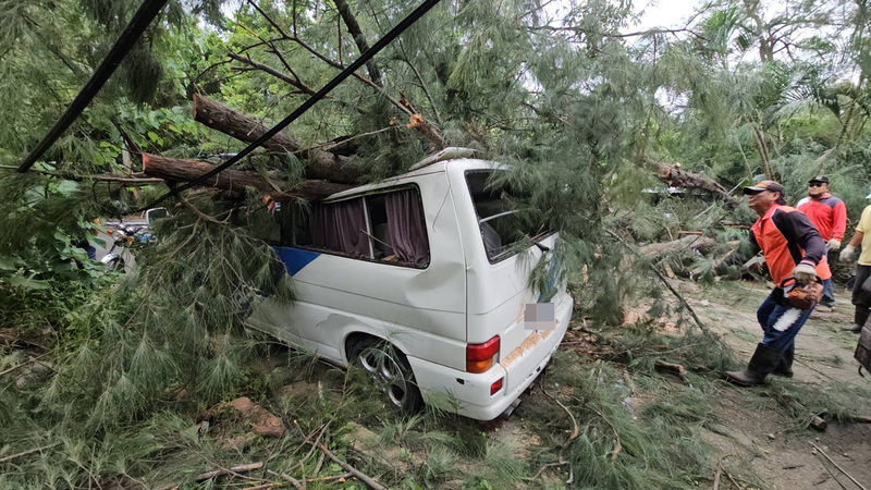 不堪強風吹襲 苗栗竹南百年木麻黃傾倒壓毀車輛