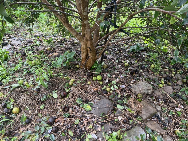 颱風重創台東 劉櫂豪爭取國產署台糖耕地租金減免