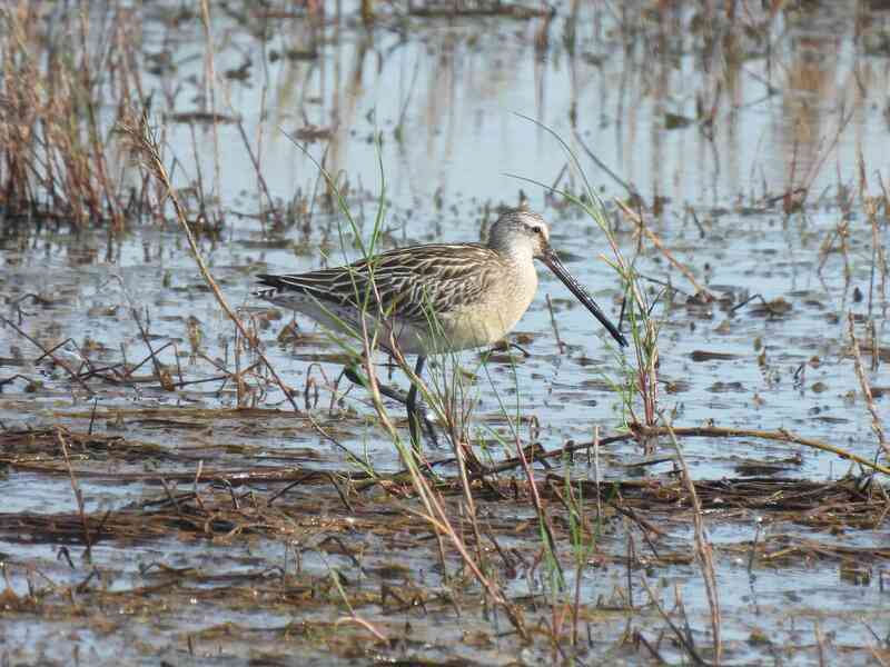 嘉義義竹電廠生態保留區 罕見半蹼鷸驚喜現蹤
