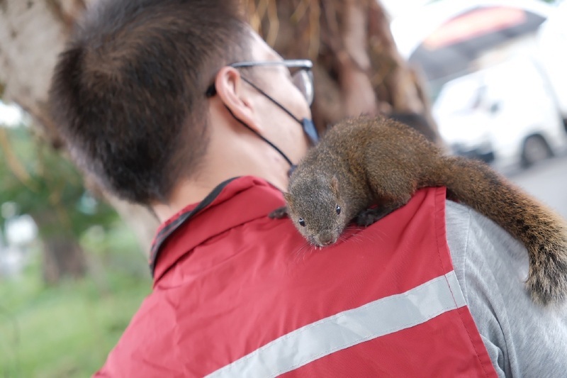 動保員出勤負傷松鼠急跳人身上 新北：躲蛇追捕