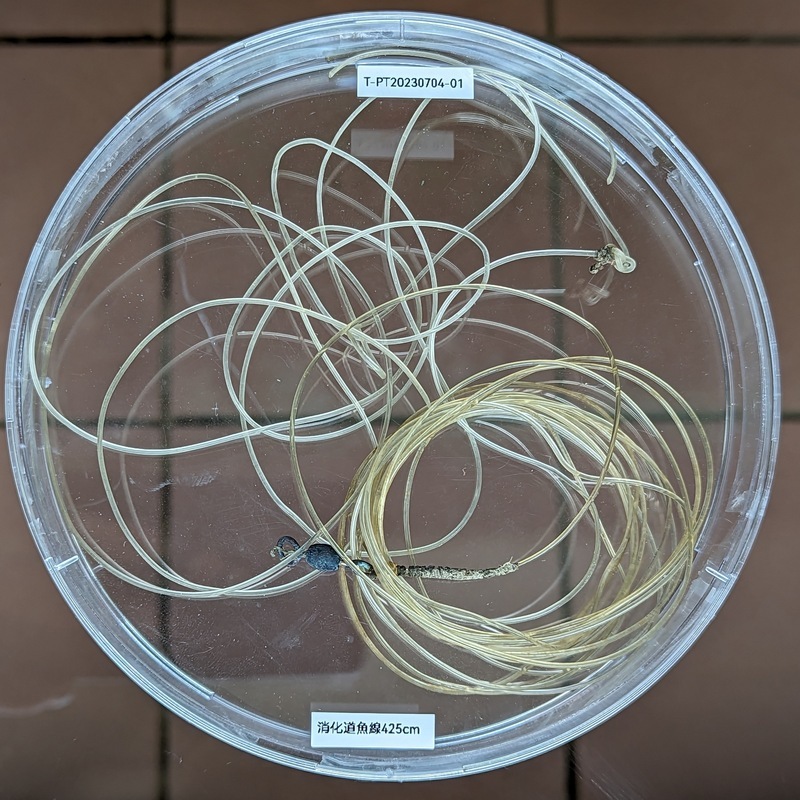 擱淺恆春革龜解剖出爐 腹內纏425公分魚線活活餓死