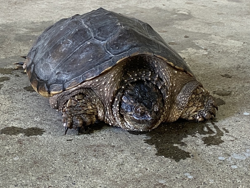 擬鱷龜現蹤台東 縣府籲勿棄養