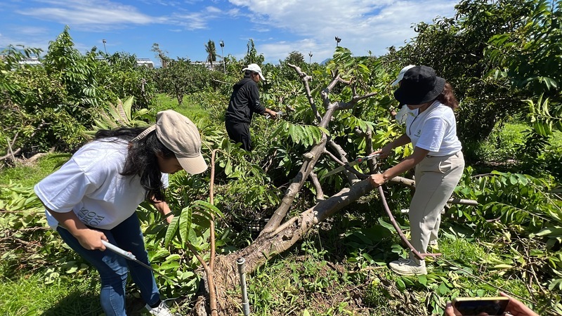 南華大學外籍生助台東果園復建 讚釋迦口感佳