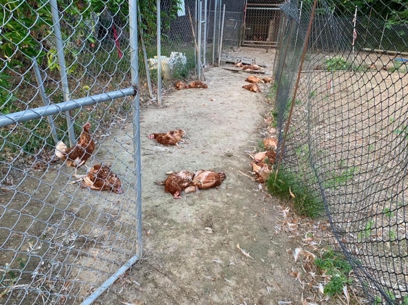 苗栗土雞蛋場遭8隻遊蕩犬入侵 160隻雞被咬死