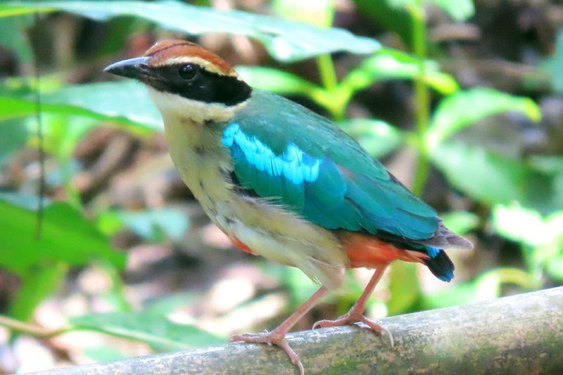 台南六甲八色鳥首次調查 淺山區域記錄到50隻次