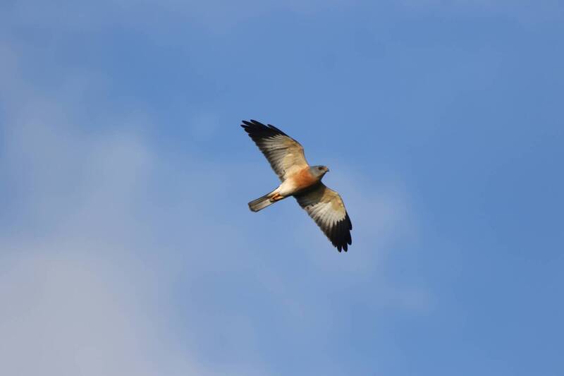 台日菲守護珍稀猛禽 灰面鵟鷹高峰會10月墾丁登場