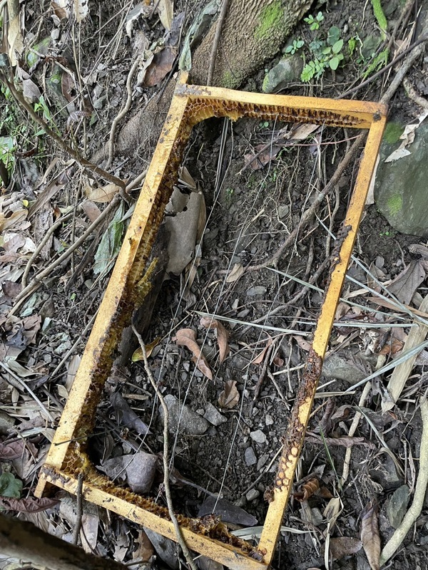 台灣黑熊現蹤高雄六龜淺山 破壞蜂箱偷吃蜂蜜