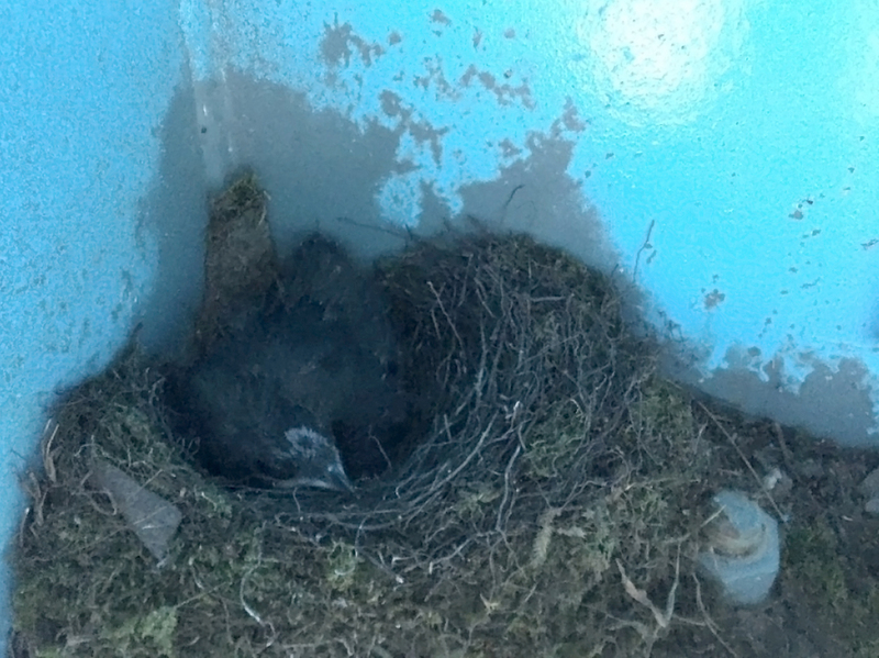 東方毛腳燕築巢育雛 雪山橋體養護工程配合離巢啟動