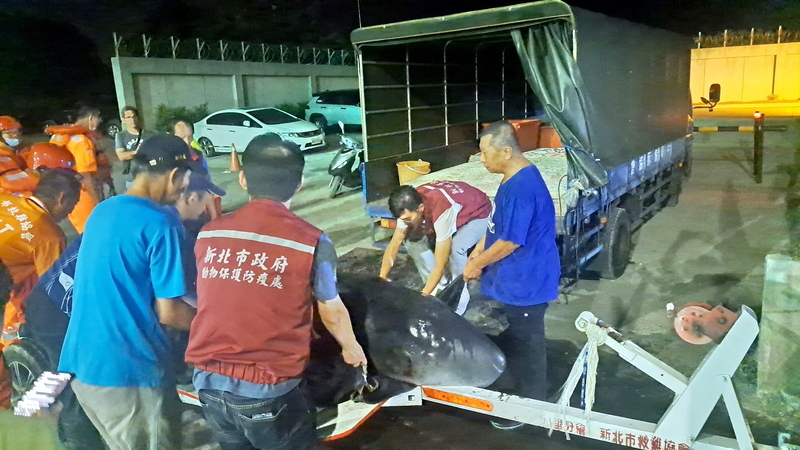 新北八里小抹香鯨擱淺 動保處協同救援擇期野放