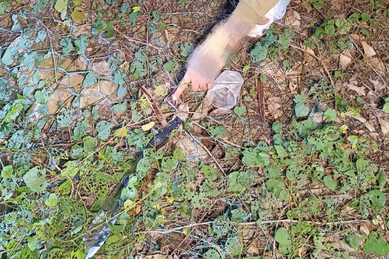 台南男子疑遭遊蕩犬追逐 竟持刀虐殺丟棄