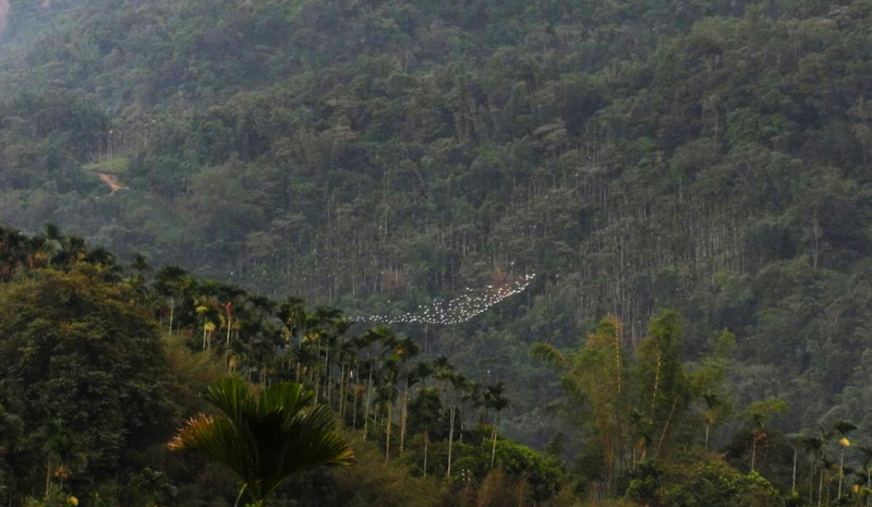 嘉義太興「萬鷺朝鳳」奇景 中秋前後看萬鳥群飛
