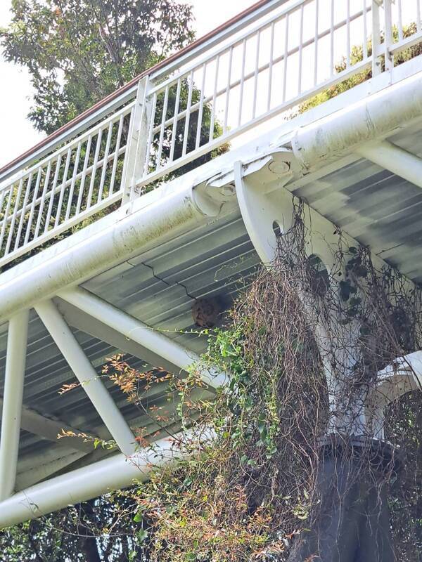 南投清境高空步道蜂群飛舞 摘除蜂窩全線封2天