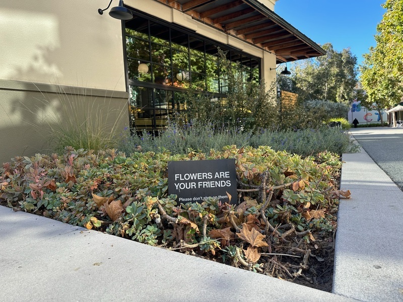 直擊Meta總部 園區就是野生動物棲息地狐狸常來訪