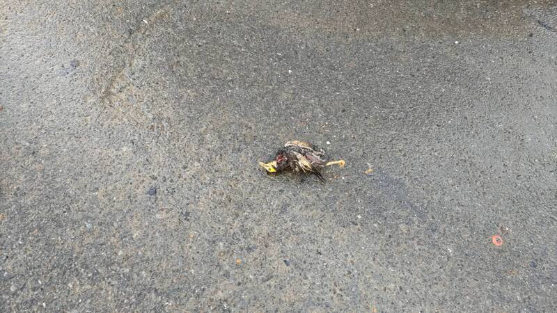 苗栗頭份電桿纜線竄火煙 台電研判家八哥觸電引發