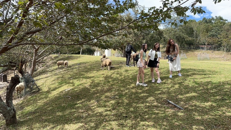 颱風小犬逼近 南投清境農場加強防災遊客少