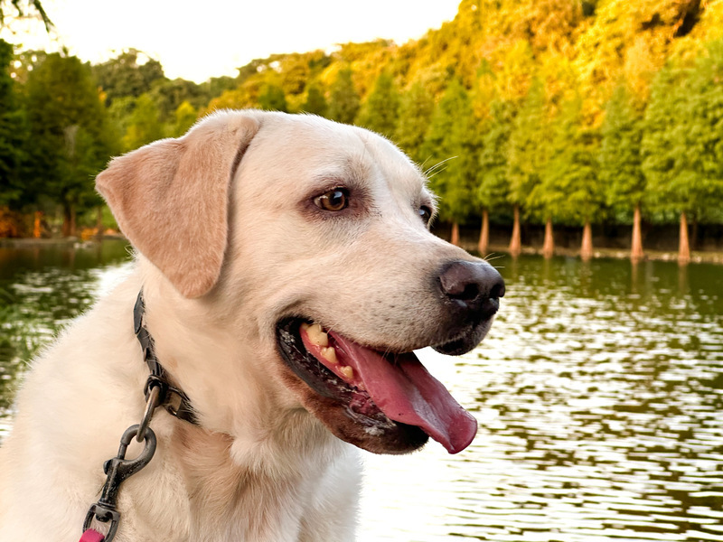 新北3警犬退役覓新家 10/8前開放領養