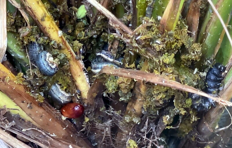 台東縱谷2期稻將採收 百公頃遭分秘夜蛾肆虐