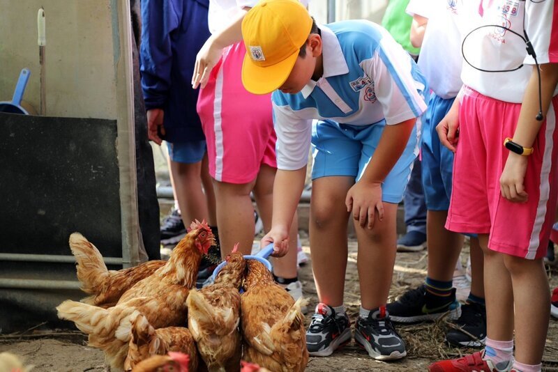 嘉大致力推動食農教育 學童餵雞撿蛋難得體驗