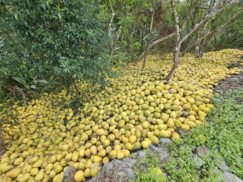 瑞穗農地堆置文旦柚 農會：加工後供農友堆肥