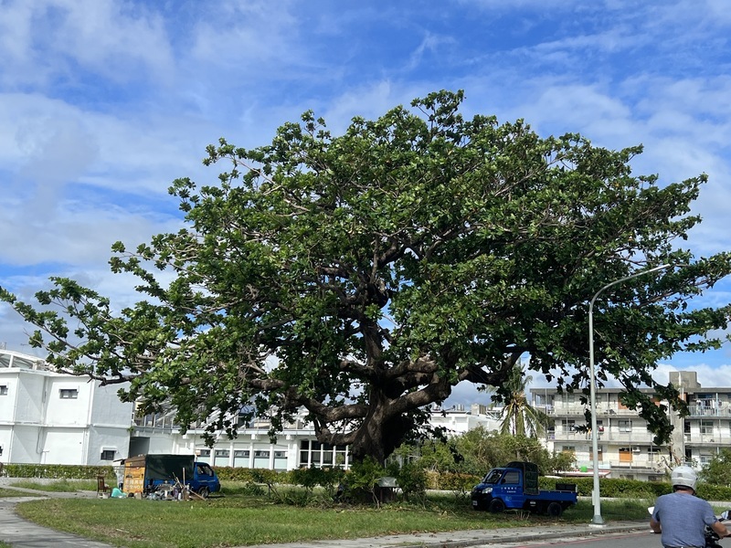 挺過無數颱風 台東唯一列管欖仁樹再昇華