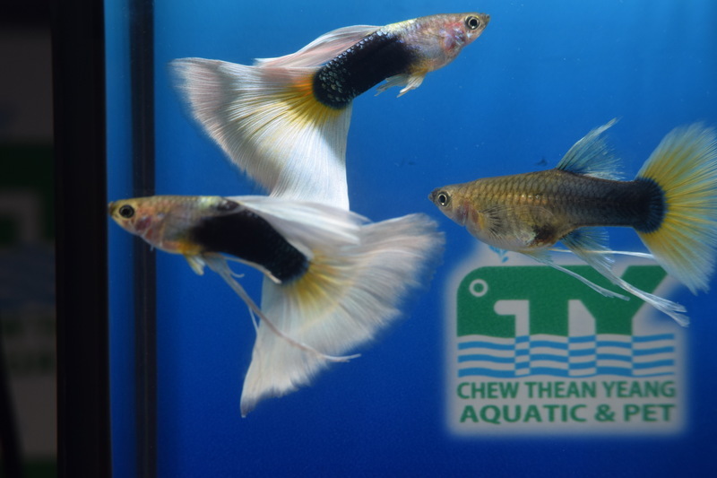 耗費3、4年培育 台灣孔雀魚獲2023世界冠軍