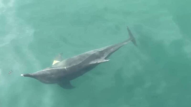 糙齒海豚迷航誤闖高雄港 海巡持續觀察掌握動向