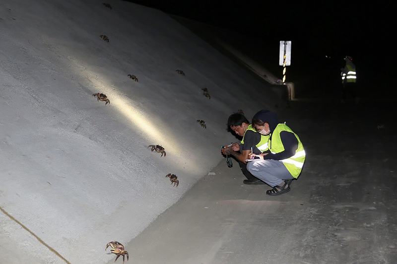 曾文溪口凶狠圓軸蟹繁殖期 台江處護蟹逾8千隻