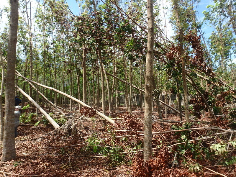 颱風海葵肆虐 農業部公告台東林業類現金救助