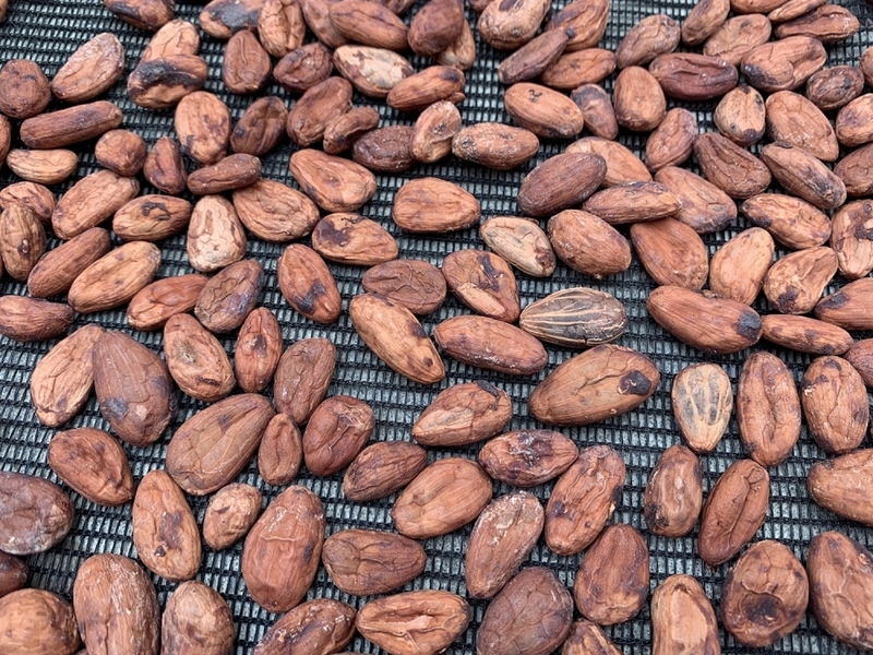 台灣巧克力屢獲國際獎 高雄農改場：可可產業成熟