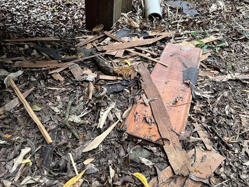 高屏淺山黑熊頻現蹤 林業保育署籲見熊蹤即通報