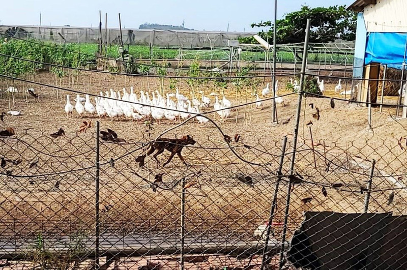 野狗又逞凶闖雞舍肆虐 嘉縣府擬守衛犬計畫遏阻