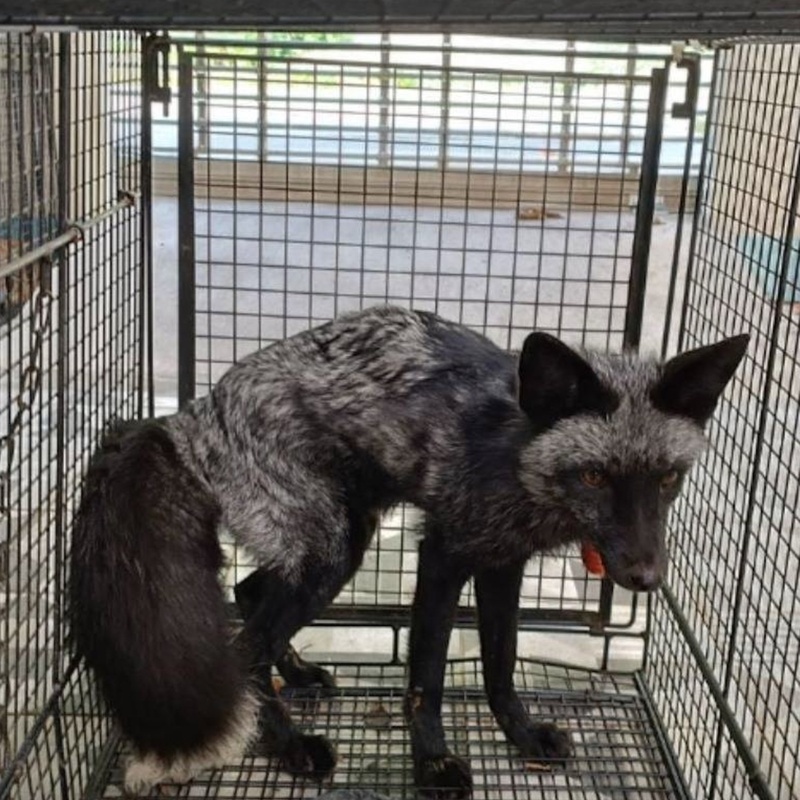 銀狐脖掛福袋流落街頭 苗栗動防所暫收容尋飼主