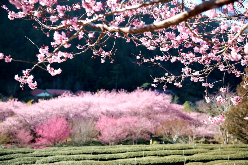 武陵農場櫻花季為期22天 11/1開放訂房