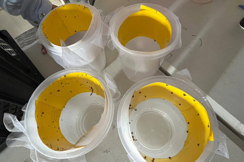 台南登革熱增191例 市府：車庫庭院最易誘捕病媒蚊