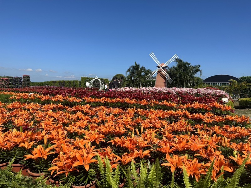 中社花市百合花季登場 50品種輪番上陣